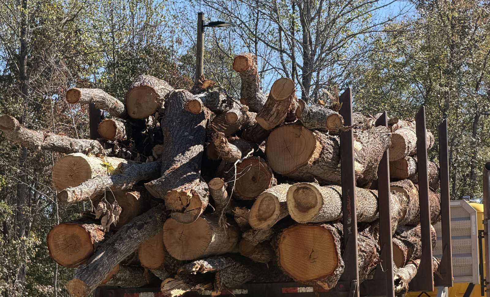 A truck stacked with crooked, knotty logs of many sizes, with orange and tan cut ends showing, in front of trees.